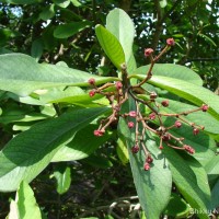 Euphorbia umbellata (Pax) Bruyns